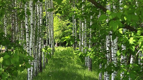 Grüner Rasen, rechts und links stehen Birken, das Laub ist ebenfalls grün. Es sieht wie eine Allee aus.